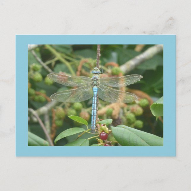 Dragonfly Blue Emperor med Gräns DIY-vykort Vykort (Framsida)