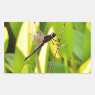 Dragonfly Blue och svart på gräs. Rektangulärt Klistermärke