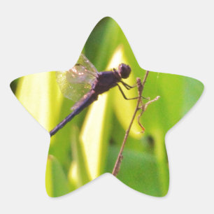 Dragonfly Blue och svart på gräs. Stjärnformat Klistermärke