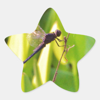Dragonfly Blue och svart på gräs. Stjärnformat Klistermärke