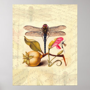 Dragonfly Botanical Nature Wildlife Poster