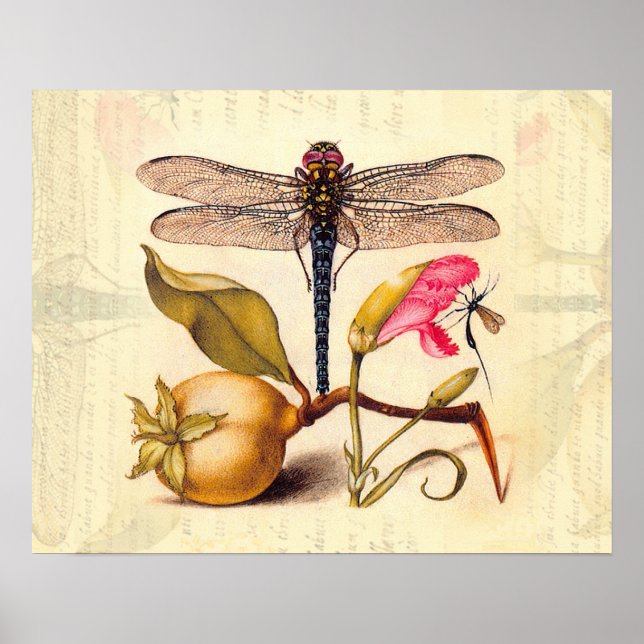 Dragonfly Botanical Nature Wildlife Poster (Framsidan)
