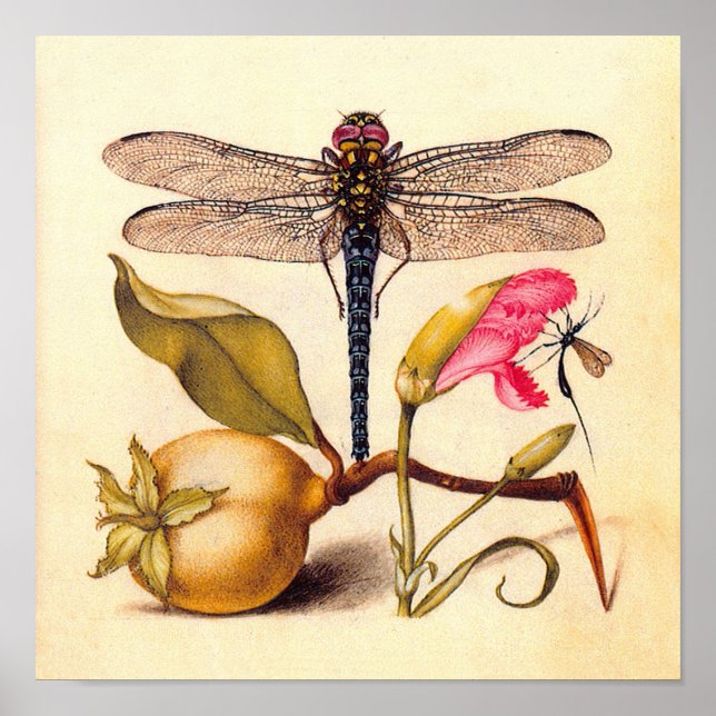 Dragonfly Botanical Nature Wildlife Poster (Framsidan)