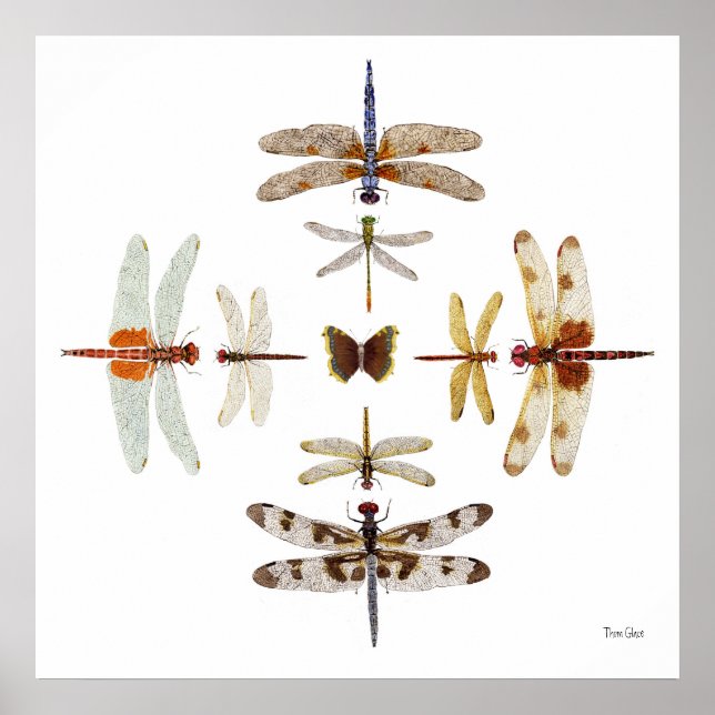 Dragonfly Bullseye Graphics Poster (Framsidan)