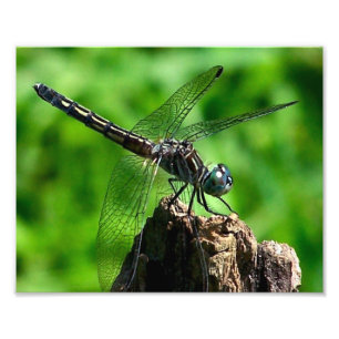 Dragonfly Close Nature 8x10 Fototryck