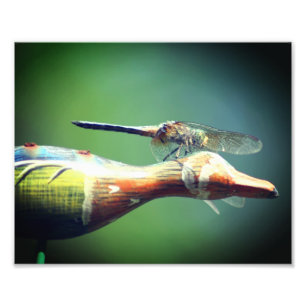 Dragonfly Co Pilot Insekt 8x10 Fototryck
