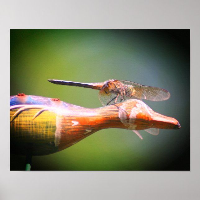 Dragonfly Co Pilot Insekt Poster (Framsidan)