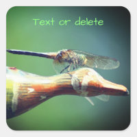 Dragonfly Co Pilot Personlig Natur