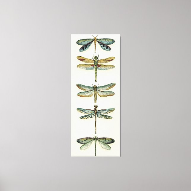 Dragonfly Collection by Chariklia Zarris Canvastryck (Framsida)