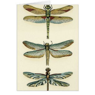 Dragonfly Collection by Chariklia Zarris Hälsningskort