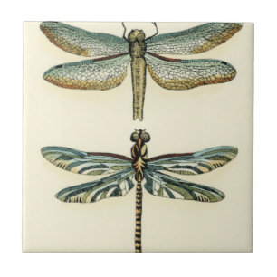 Dragonfly Collection by Chariklia Zarris Kakelplatta