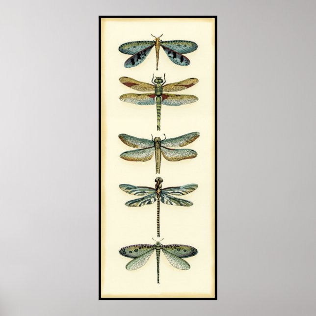 Dragonfly Collection by Chariklia Zarris Poster (Framsidan)
