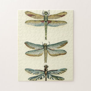 Dragonfly Collection by Chariklia Zarris Pussel
