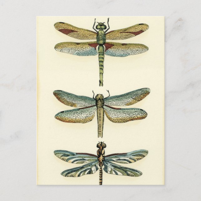 Dragonfly Collection by Chariklia Zarris Vykort (Framsida)