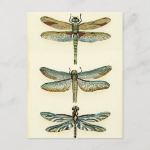 Dragonfly Collection by Chariklia Zarris Vykort