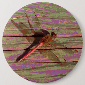 Dragonfly Colorful Knapp