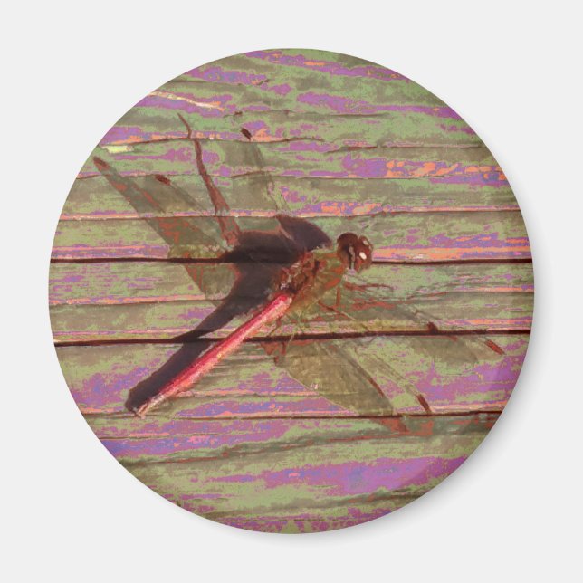 Dragonfly Colorful Magnet (Framsidan)