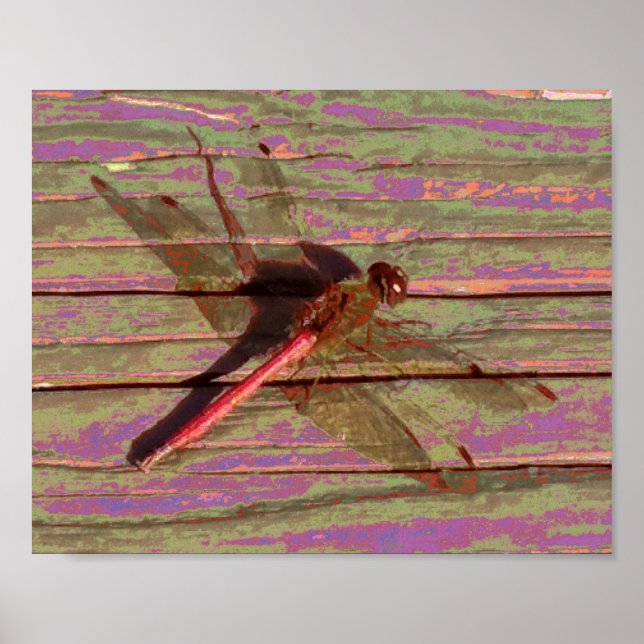 Dragonfly Colorful Poster (Framsidan)