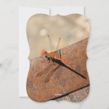 Dragonfly-design med brun