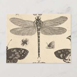 Dragonfly ( detalj ) Vintage Art natur Vykort