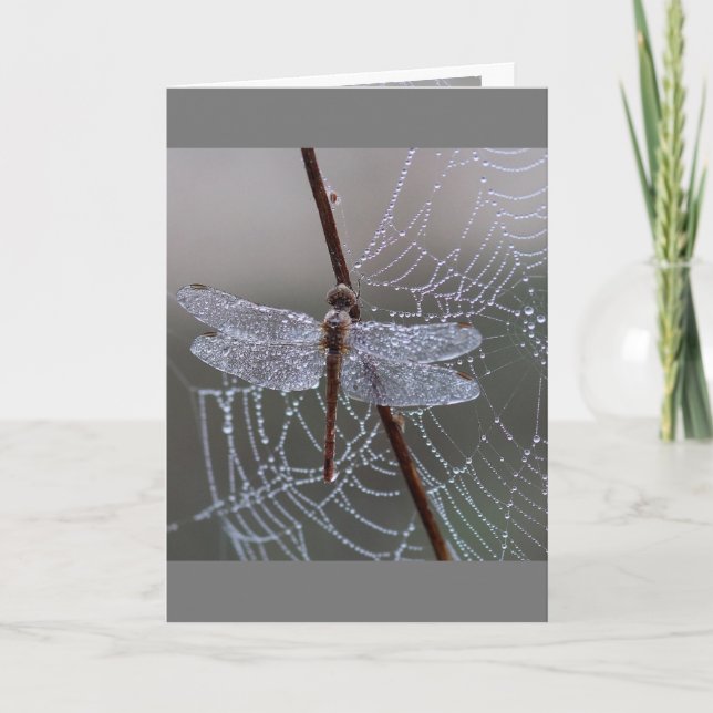 Dragonfly Dragonflies betyder Kort (Framsida)