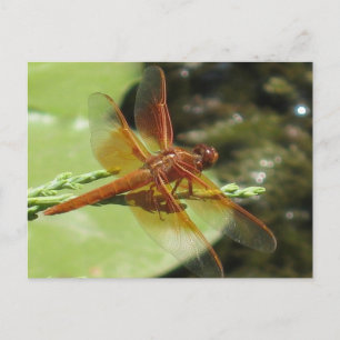 Dragonfly Dreams Vykort