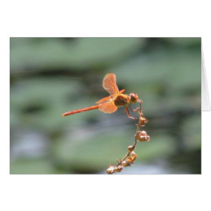 Dragonfly Fire Hälsningskort