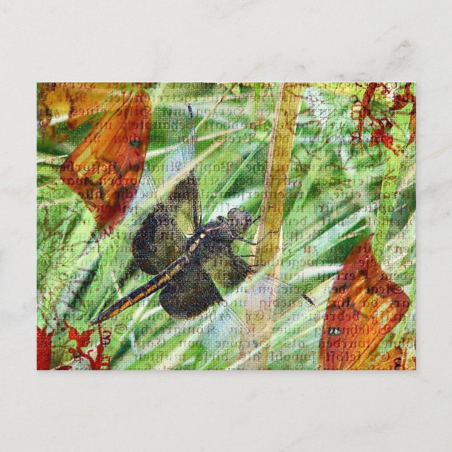 Dragonfly, flyget vykort (Framsida)