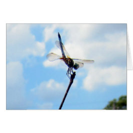Dragonfly ~ Förbered för start Hälsningskort