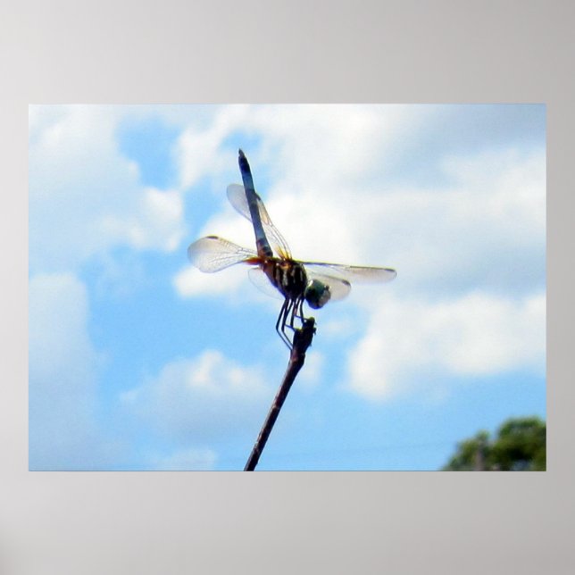 Dragonfly ~ Förbered för start Poster (Framsidan)