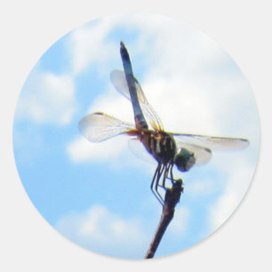 Dragonfly ~ Förbered för start Runt Klistermärke