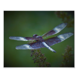 Dragonfly Fototryck