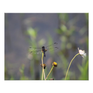 dragonfly fototryck