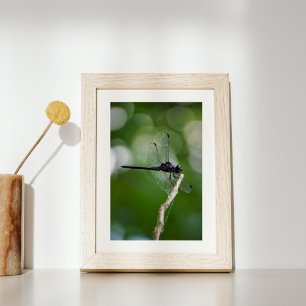 Dragonfly Fototryck