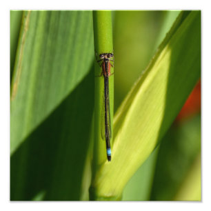 Dragonfly Fototryck