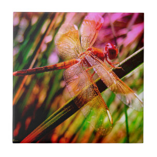 DRAGONFLY GOLDEN HARMONY 2.jpg Kakelplatta