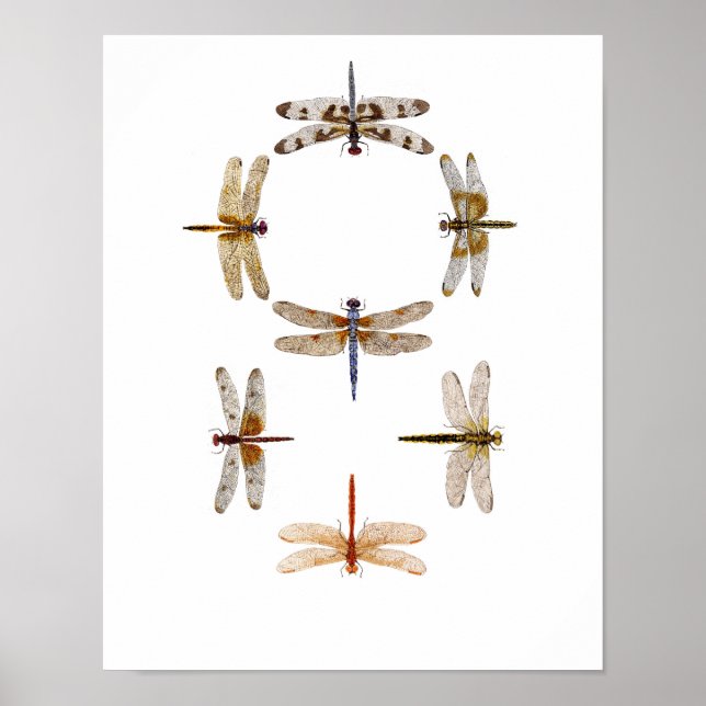 Dragonfly Graphic Art Poster (Framsidan)