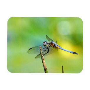 Dragonfly håller på! magnet