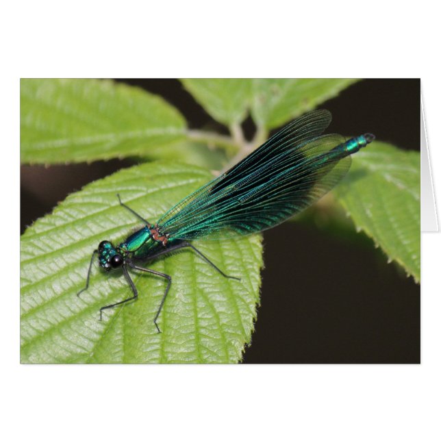 Dragonfly Hälsningskort (Framsidan Horizontal)