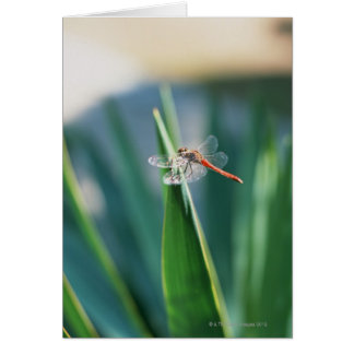 Dragonfly Hälsningskort