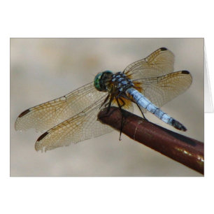 Dragonfly Hälsningskort