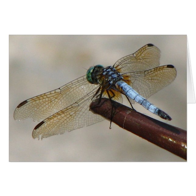 Dragonfly Hälsningskort (Framsidan Horizontal)