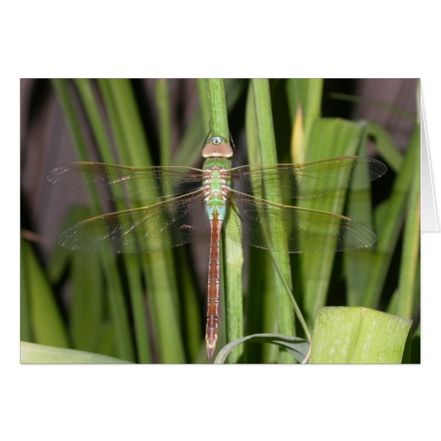Dragonfly Hälsningskort (Framsidan Horizontal)
