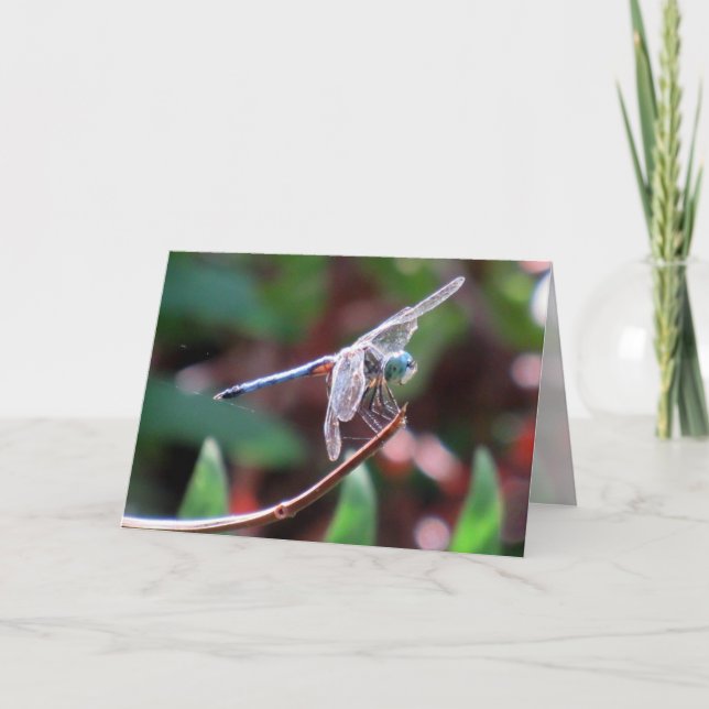 Dragonfly-hälsningskort Kort (Framsida)