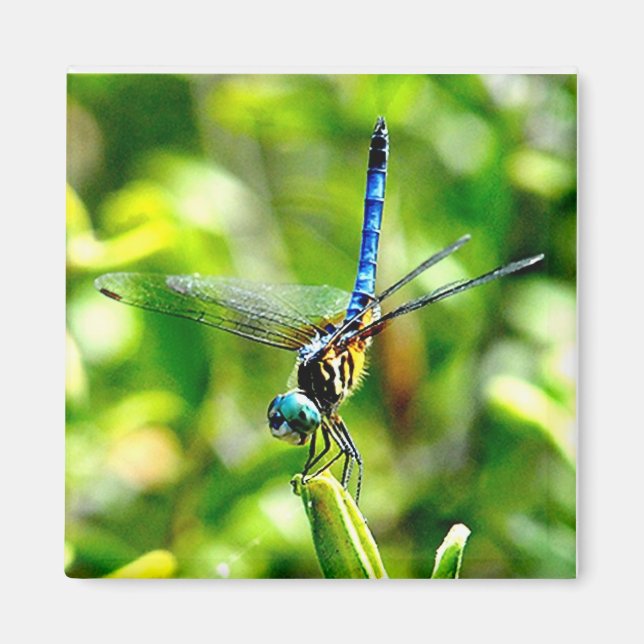 Dragonfly Handstand Magnet (Framsidan)