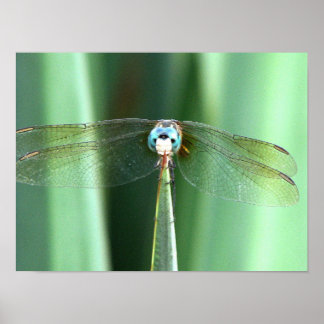 Dragonfly Hej Poster