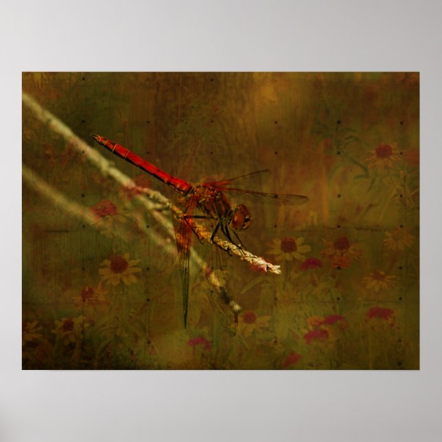 Dragonfly i Garden Poster (Framsidan)