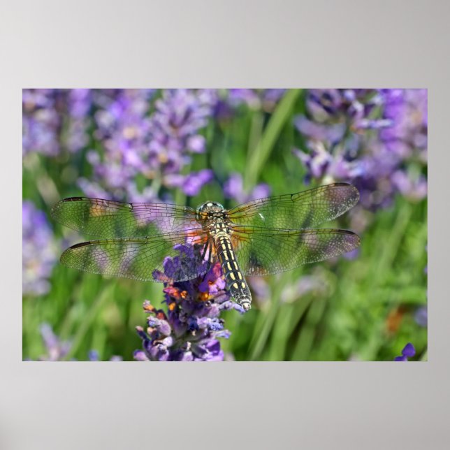 Dragonfly i Lavender Garden Poster (Framsidan)