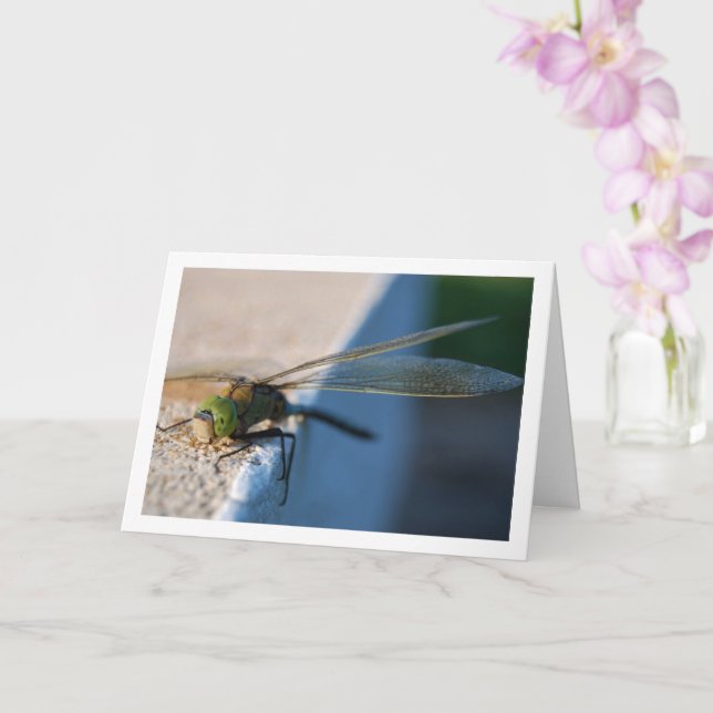 Dragonfly i Ledge Kort (Orkide)