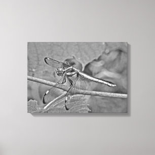 Dragonfly i svartvitt canvastryck